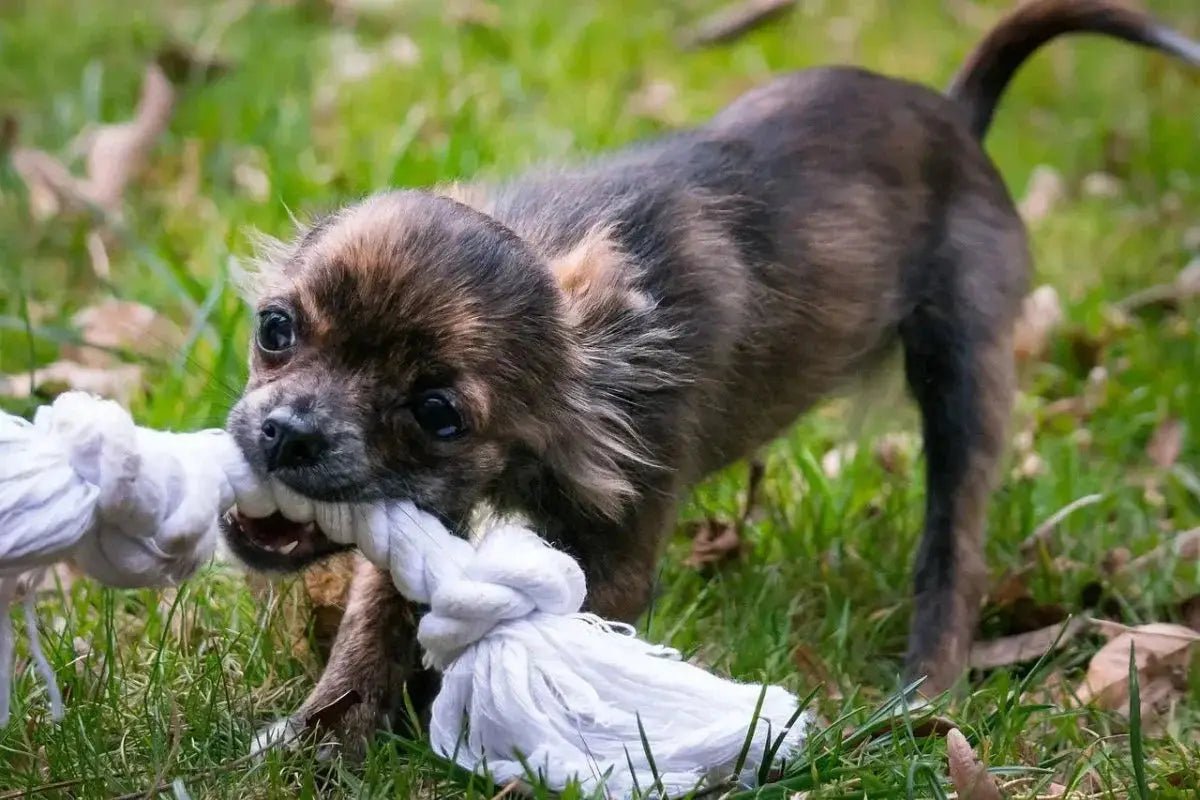 5 Fun and Easy DIY Pet Toys for Your Furry Friend