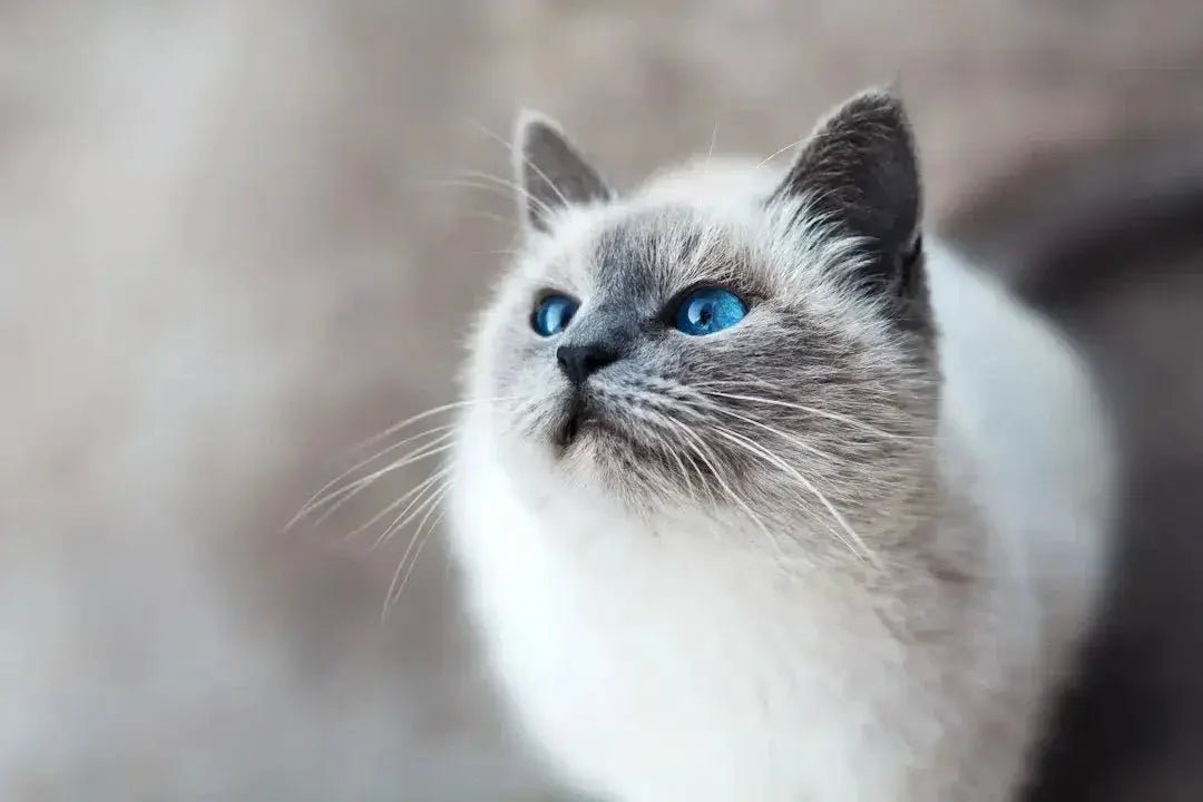 5 Interactive Cat Toys for Engaging Playtime