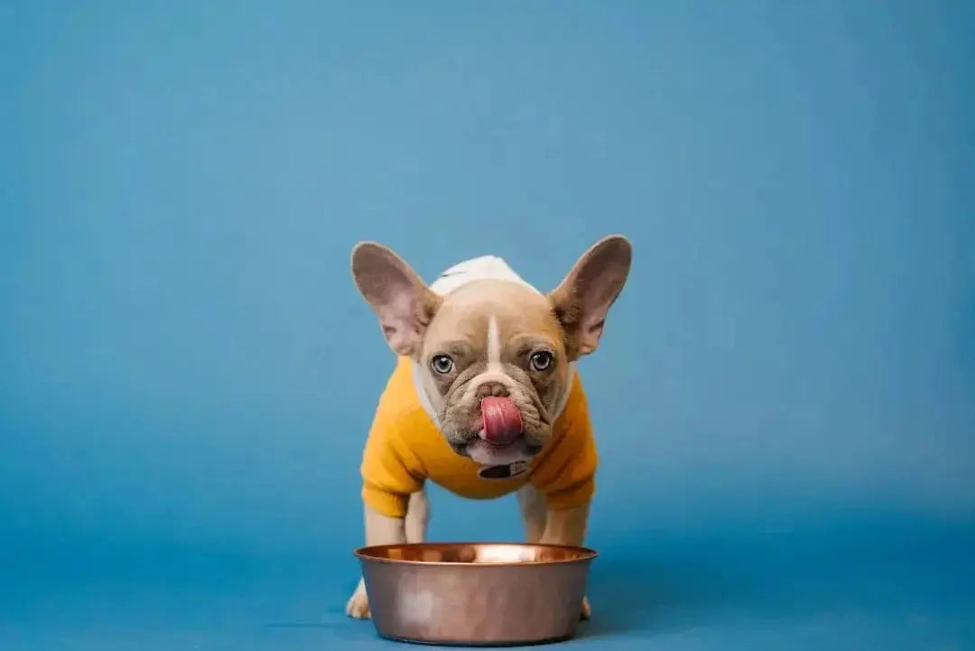 5 Reasons to Switch to a Pet Food Subscription Service