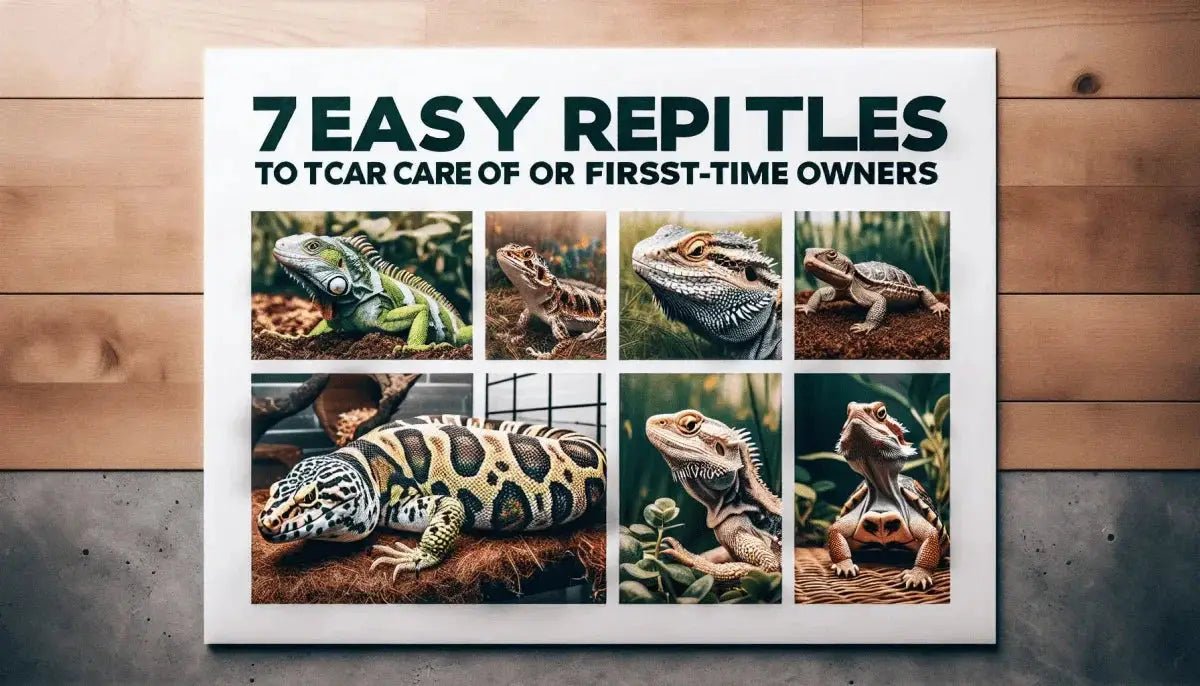 7 Easy Reptiles to Take Care of for First-Time Owners