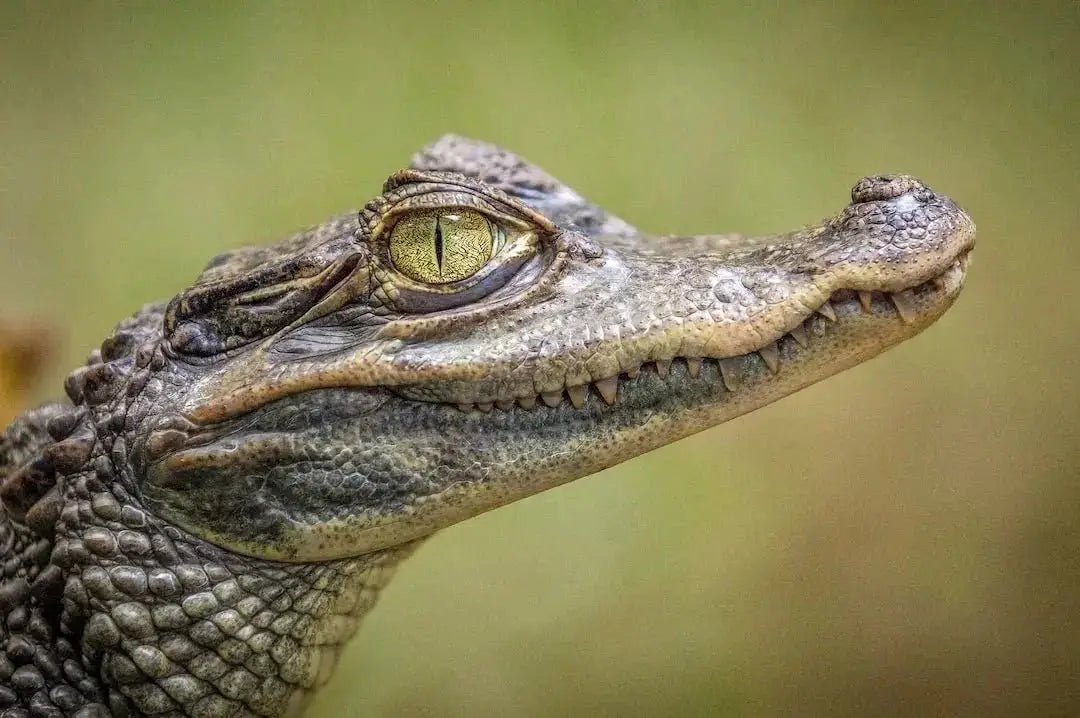 7 Essential Tips for Choosing the Perfect Reptile Thermostat