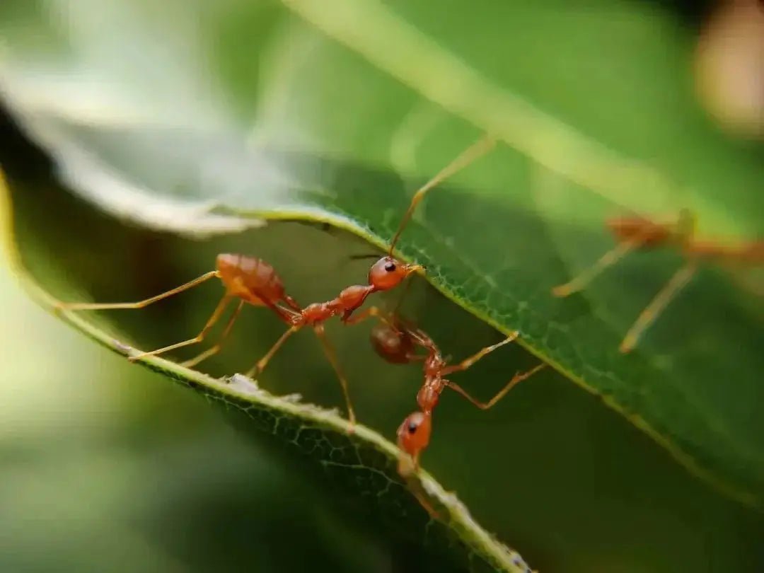 Ant Farm: Explore the Fascinating World of Ants and Create Your Own Miniature Ecosystem