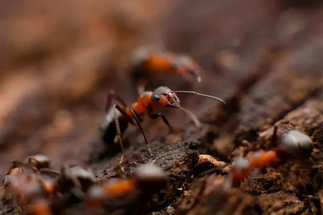 Ant species living in desert or Mediterranean regions