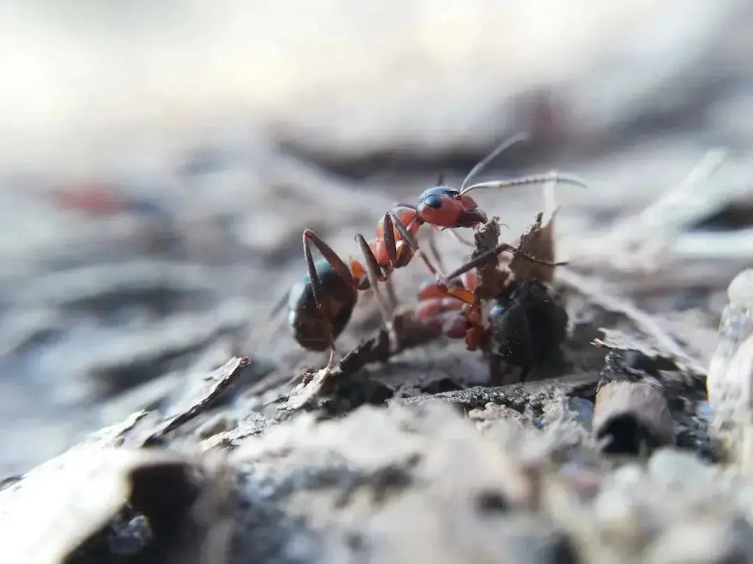 Ant species living in fields or meadows