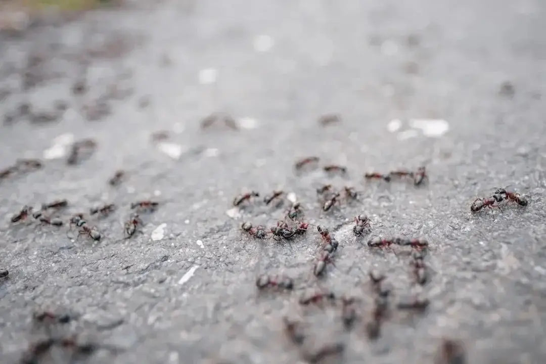 Ants living in the forest