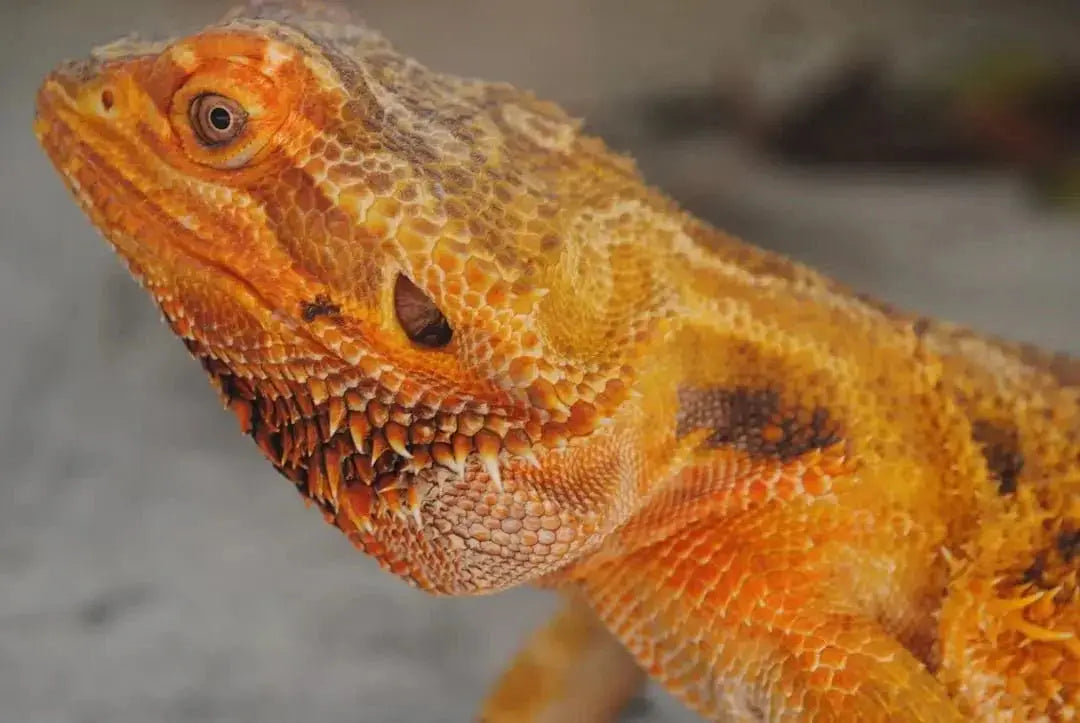 Are Bearded Dragons Easy to Take Care of - Talis Us