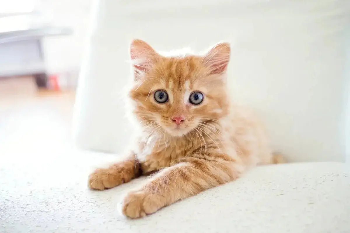 Are Freeze Dried Cat Treats Safe?