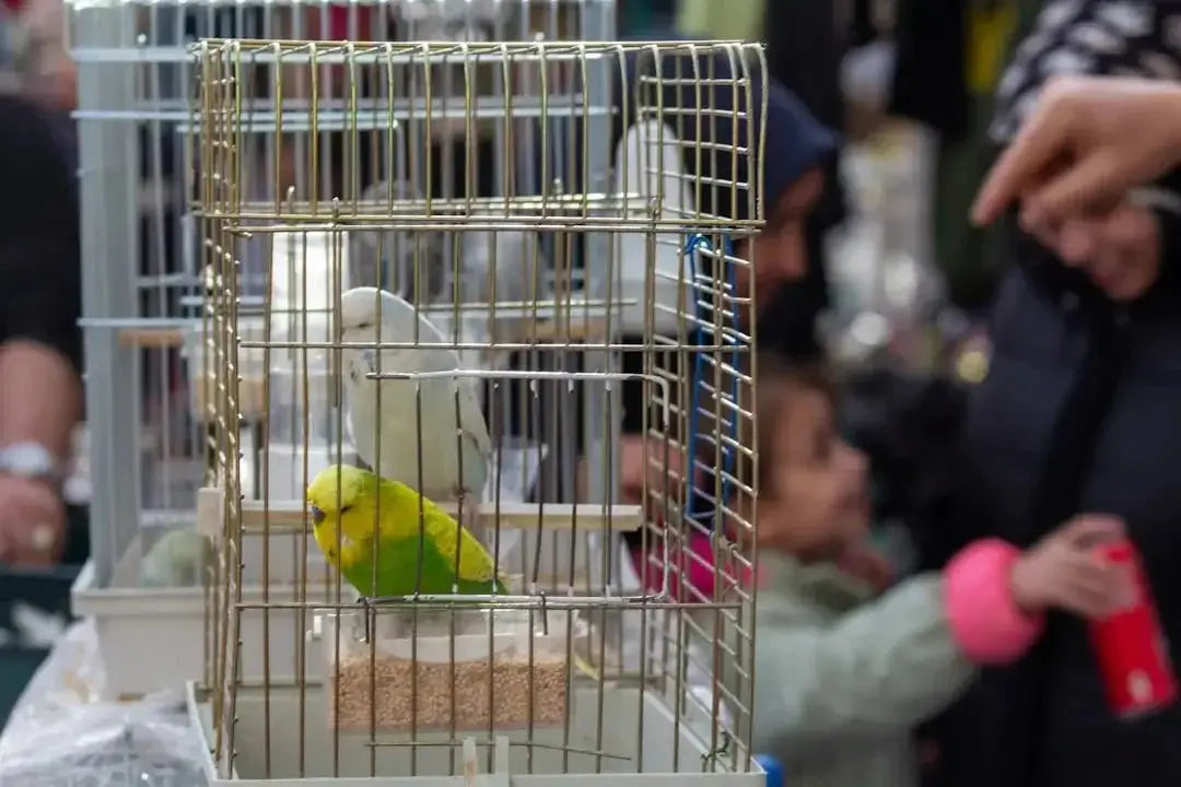 Aviary Mesh Gauge Guide: Choosing the Right Size for Your Birds