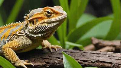 Bearded Dragon Diet: Exploring Their Natural Wild Food - Talis Us