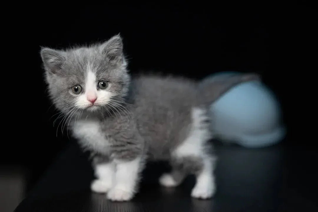 Benefits of Adding Vegetables to Cat Food