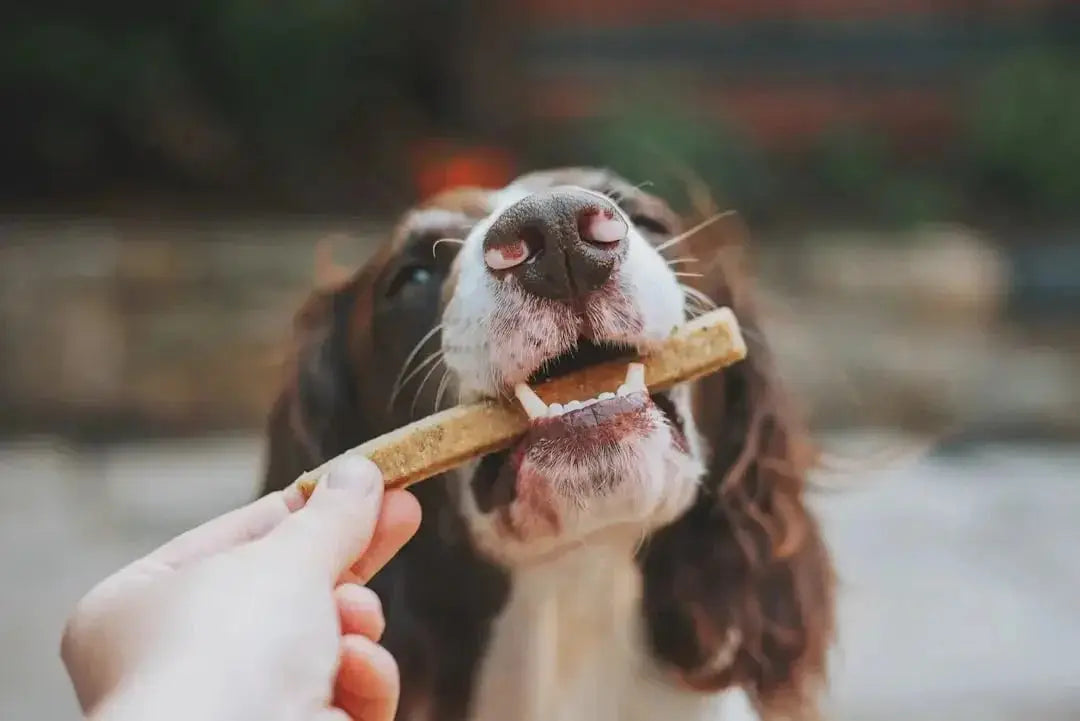 Benefits of Air Dried Dog Food