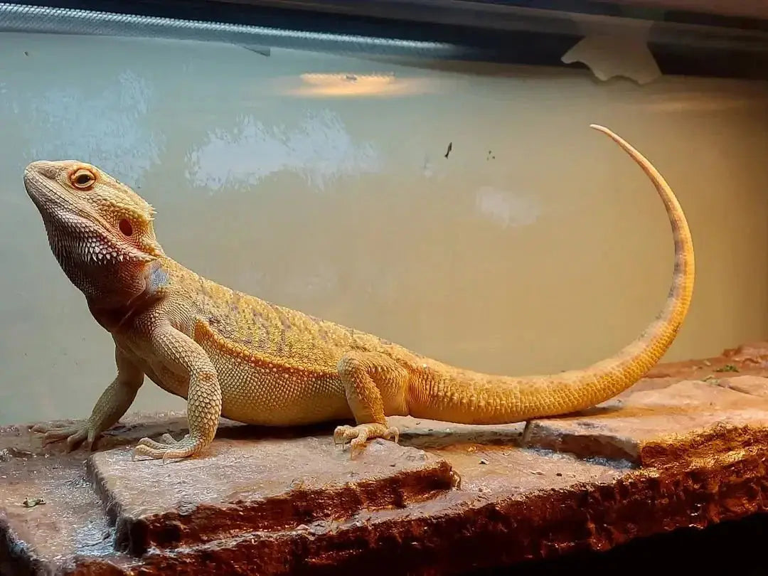 Benefits of Ceramic Heat Emitters for Bearded Dragons