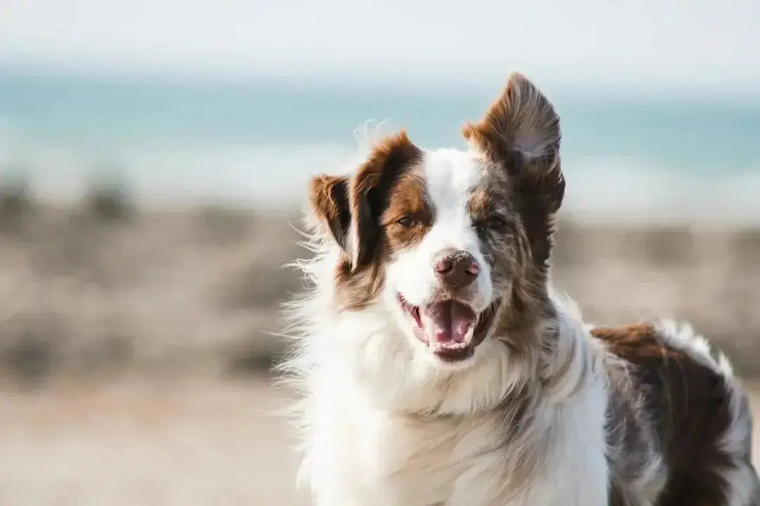 Benefits of Cow Hoof Chews for Dogs