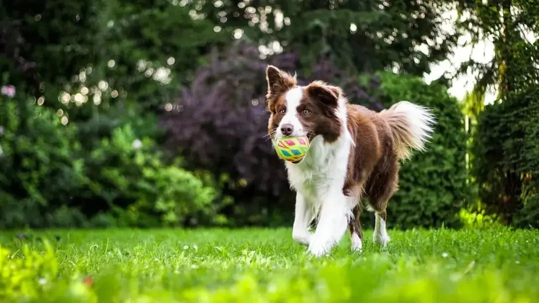 Benefits of Dog Joint Supplements Explained