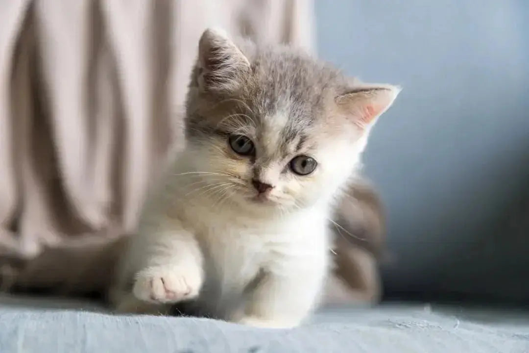 Benefits of Feeding Your Cat Salmon Wet Food