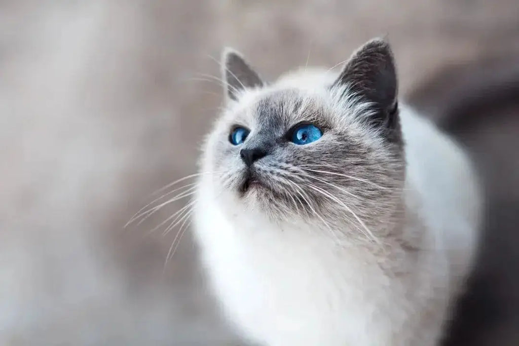 Benefits of Feeding Your Cat Venison