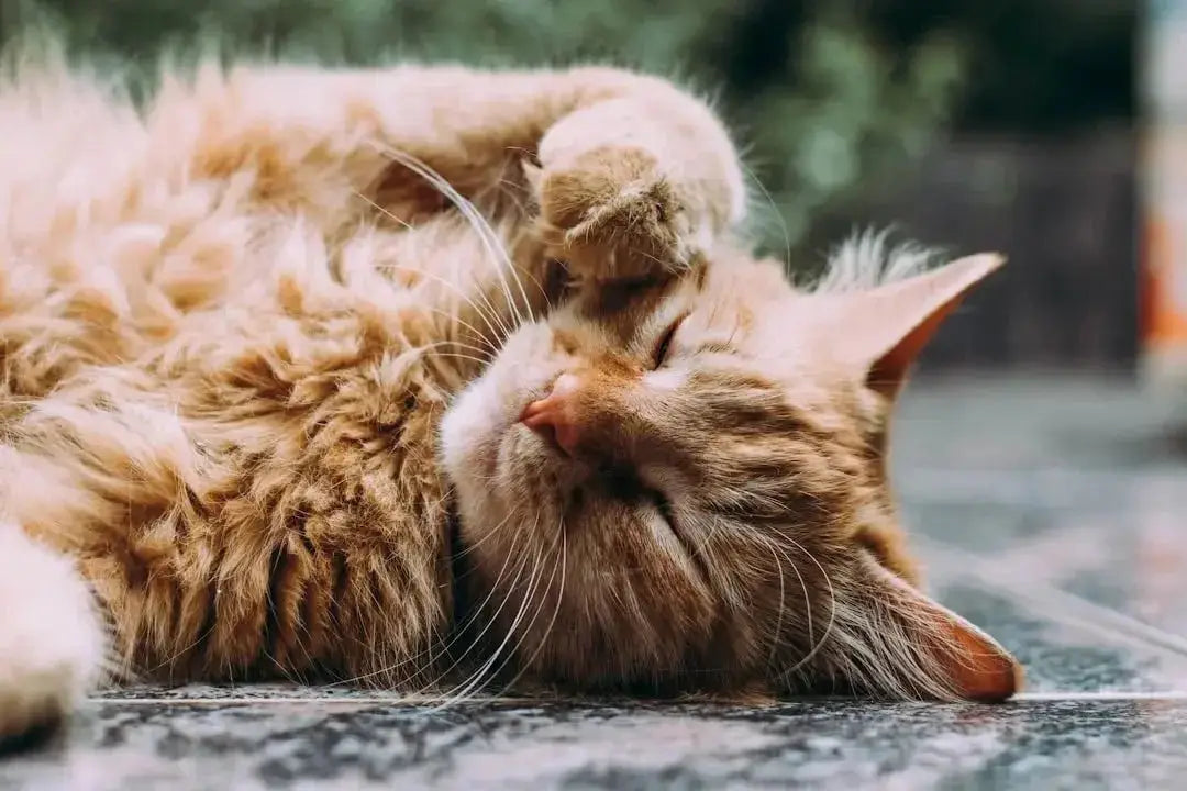 Benefits of Freeze Dried Cat Food Toppers