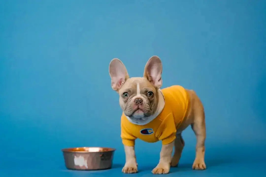 Benefits of Freeze Dried Chicken for Pets