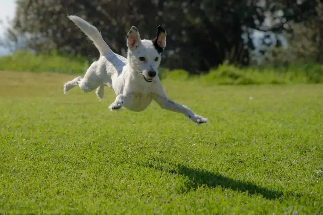 Benefits of Freeze Dried Dog Treats