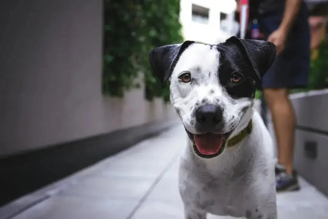 Benefits of Freeze Dried Fish for Dogs