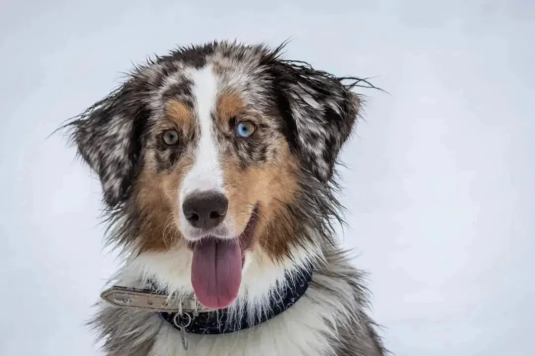 Benefits of Freeze Dried Liver for Puppies