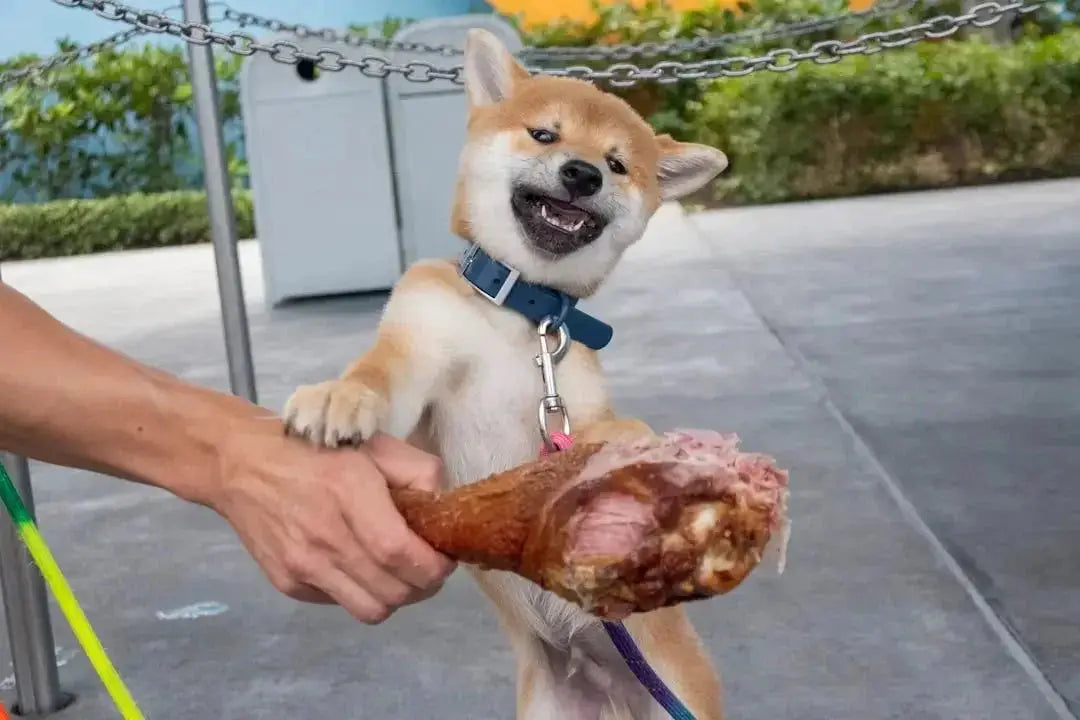 Benefits of Gently Cooked Dog Food