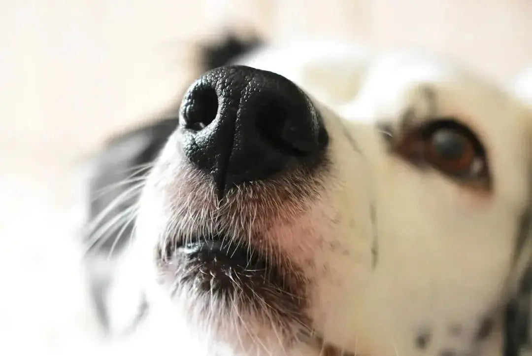 Benefits of Instinct Freeze Dried Dog Food