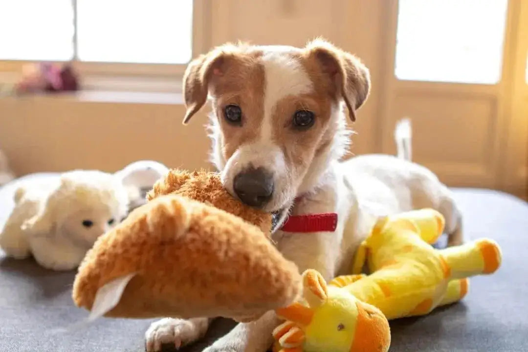 Benefits of Interactive Dog Toys Explained