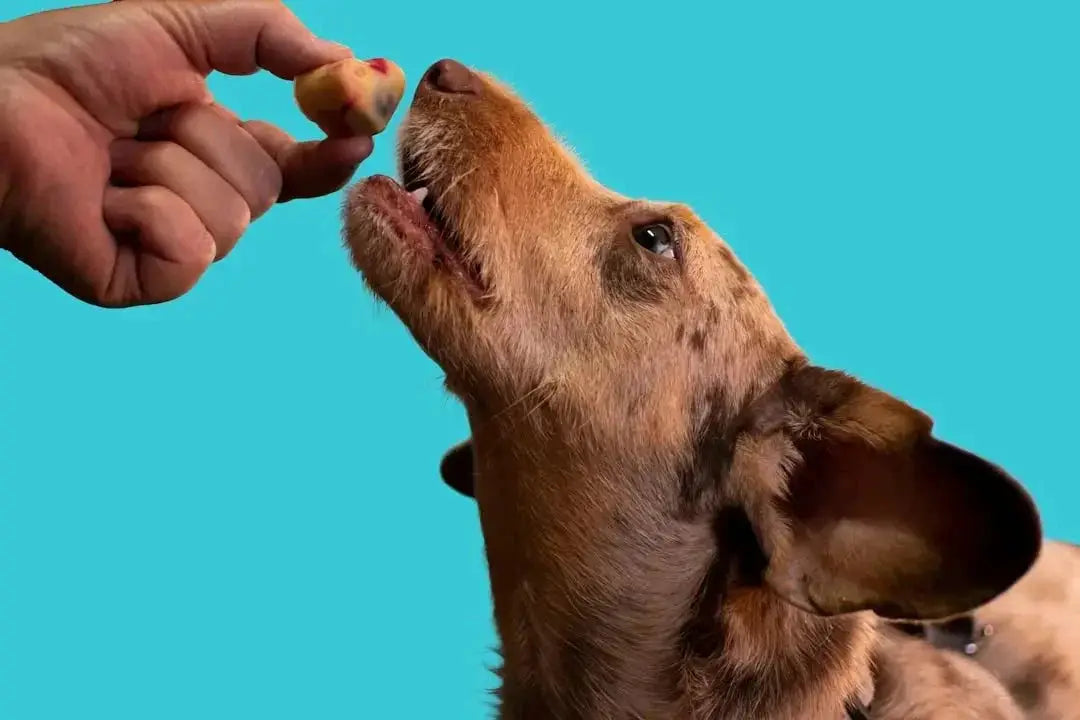 Benefits of Kangaroo Dog Treats for Health