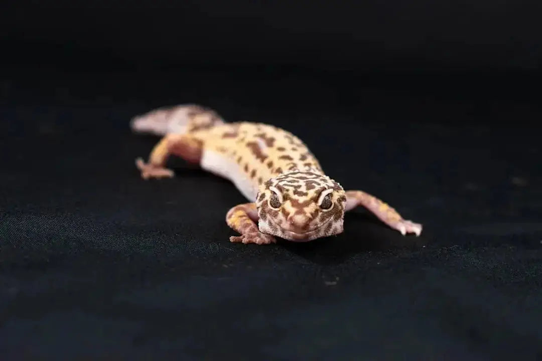 Benefits of LED UVB Lights for Reptiles