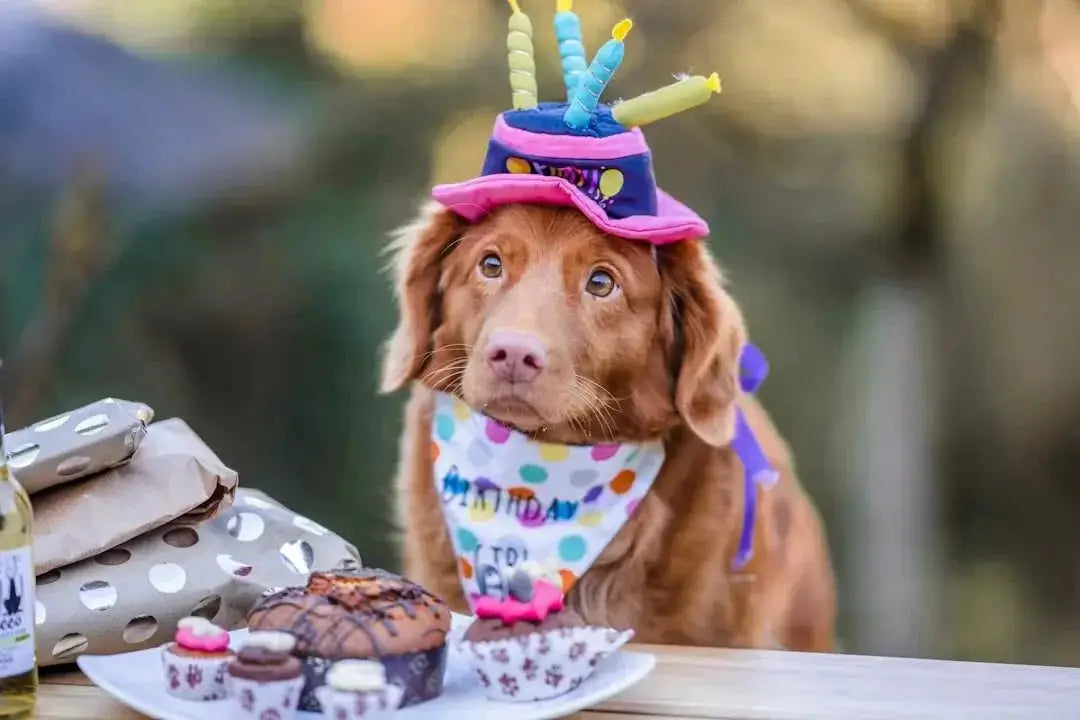 Benefits of Natural Balance Canned Dog Food