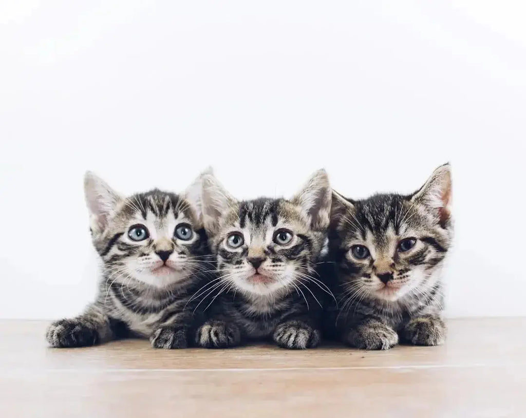 The Benefits of Tuna in Cat Food