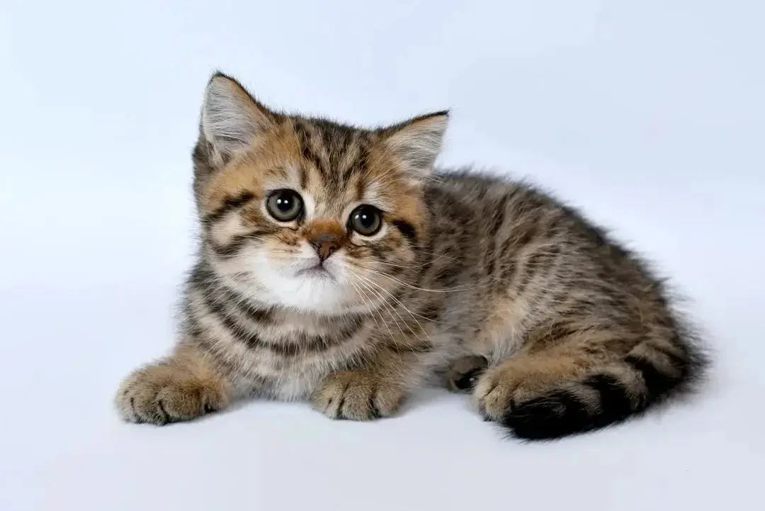 Benefits of Turkey Canned Cat Food