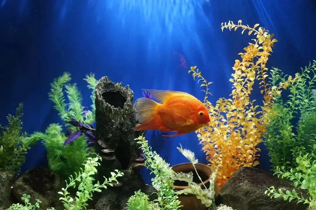 Benefits of Using Aquarium Light Fixtures