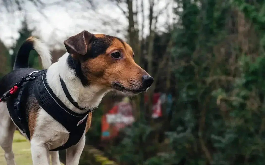 Benefits of Using a Dog Harness