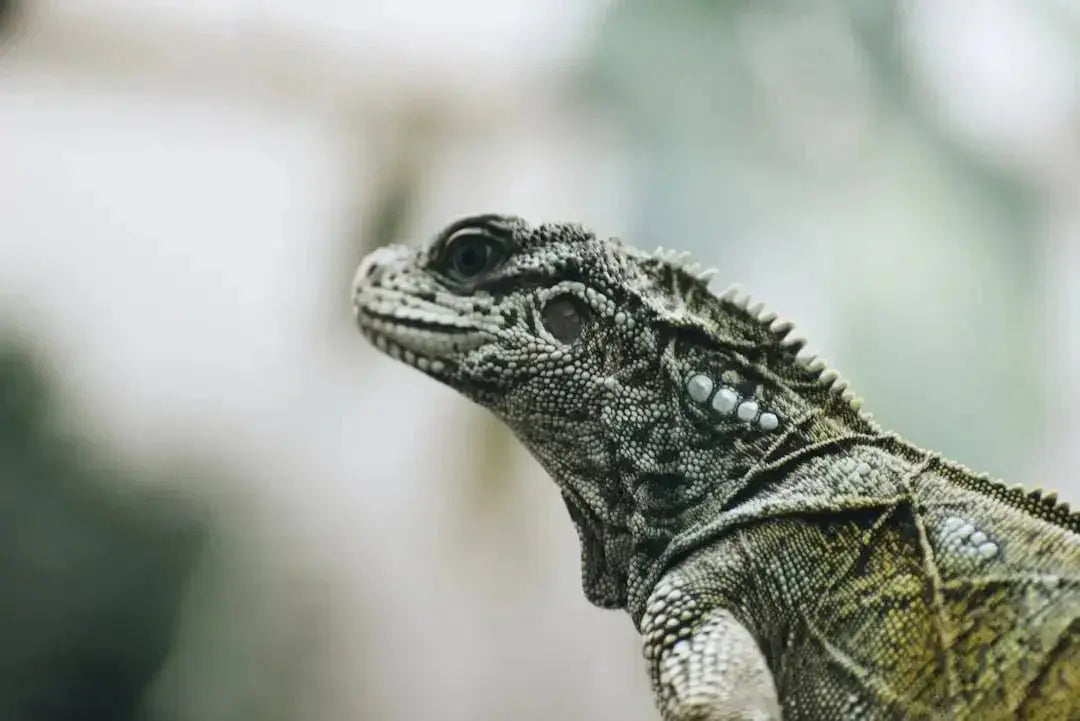 Benefits of Using a Night Heat Lamp