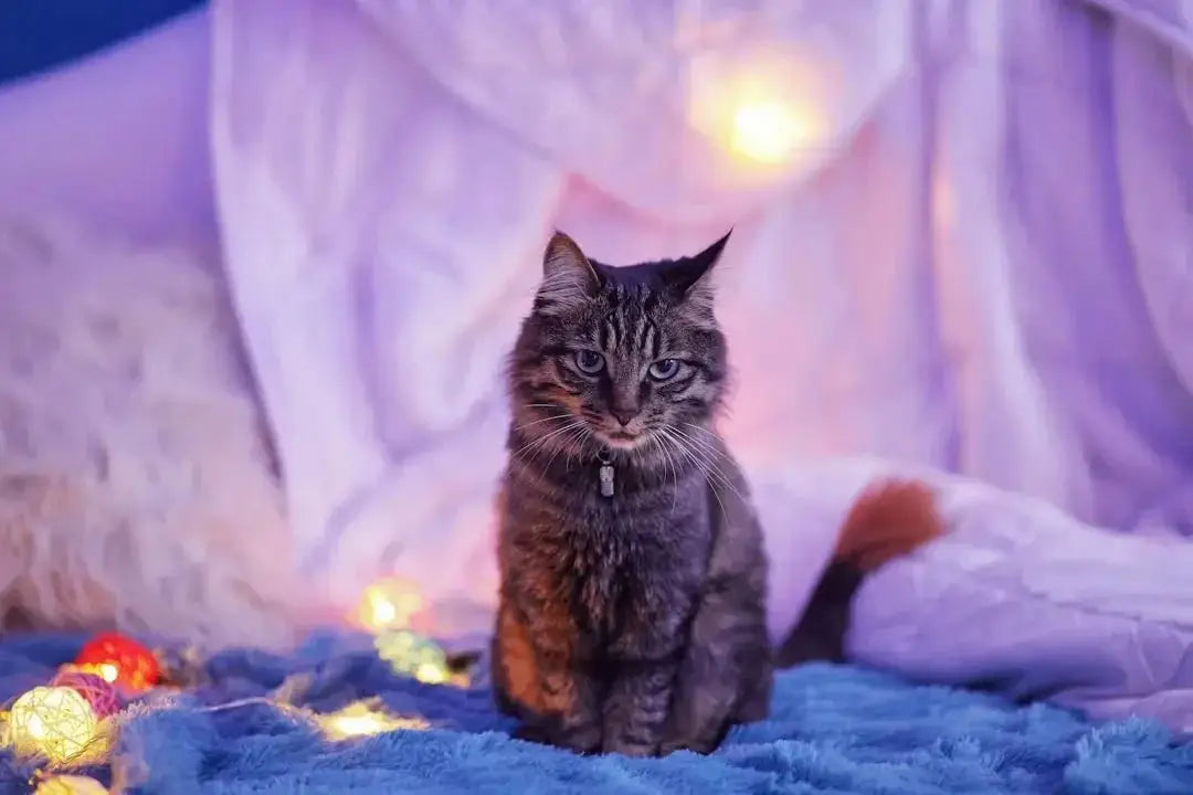 Benefits of Using a Pet Warming Light