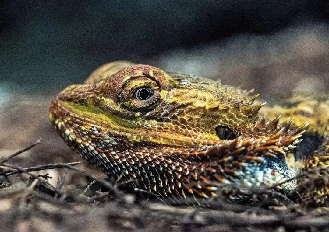 Benefits of Using a Reptile Dome Lamp