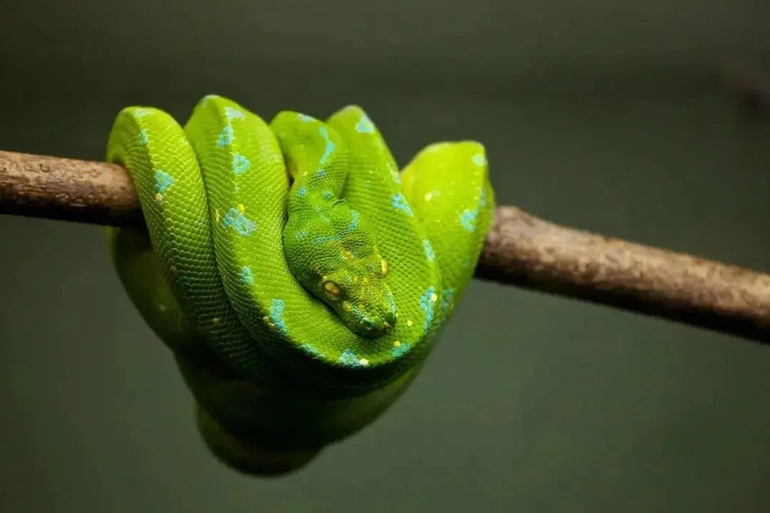 Benefits of Using Reptile LED Light Strips