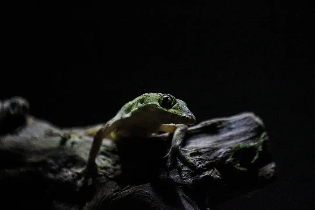 Benefits of Using a Reptile Light Dimmer