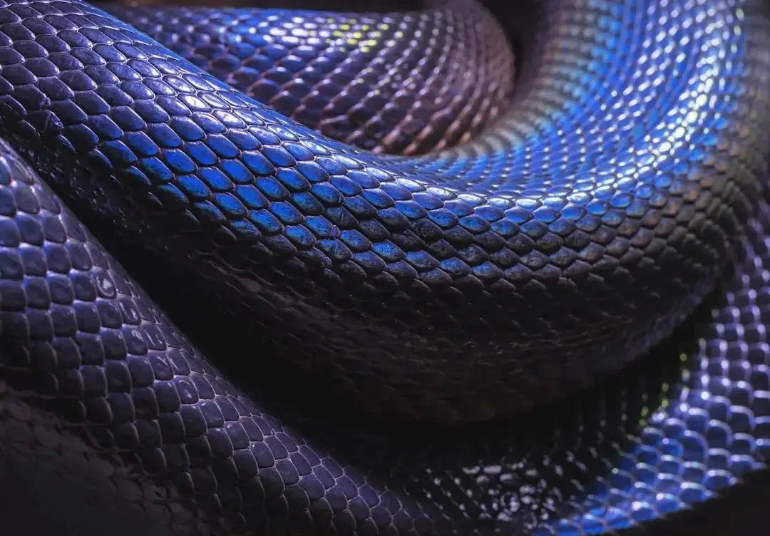 Benefits of Using a Snake Heat Lamp