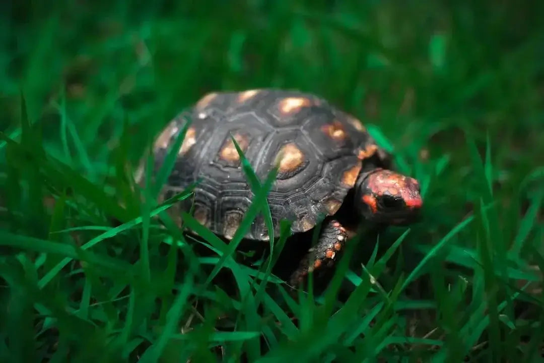 Benefits of UVB Light for Tortoises