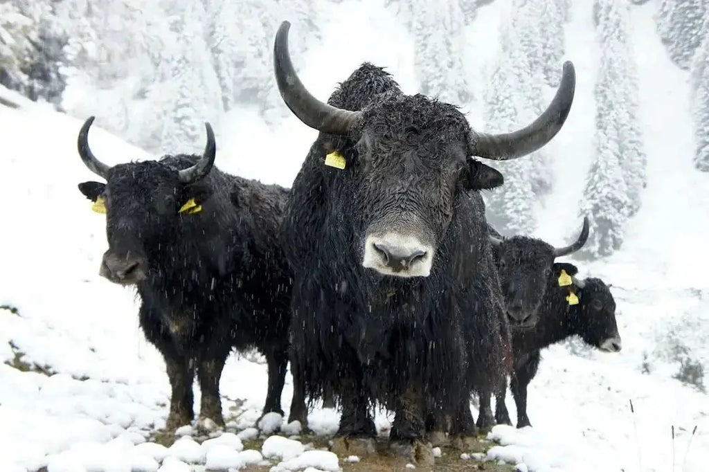 Benefits of Yak Chews for Dogs