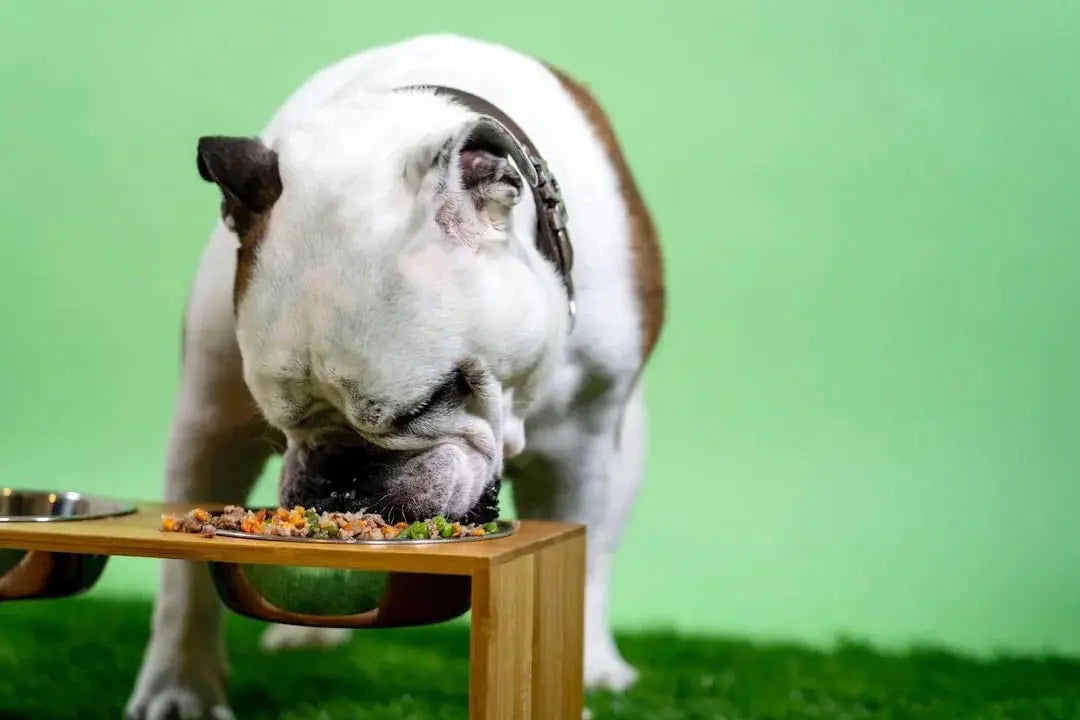 What are the best 6lb dog foods available online?