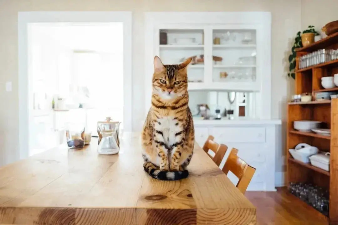 The Best Cat Food for Farmers' Cats