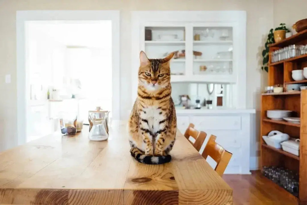 The Best Cat Food for Farmers' Cats
