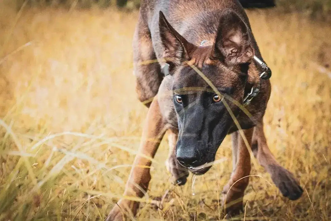 Best Chew Bones for Dog Health
