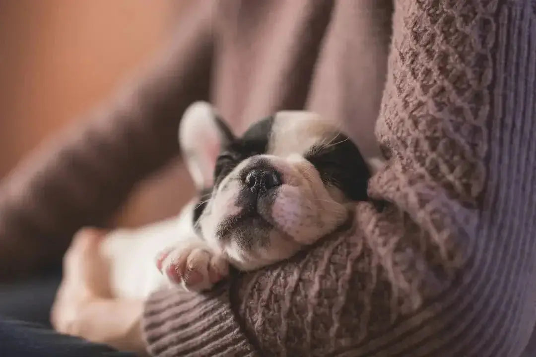 Best dog food for dogs with chicken allergies