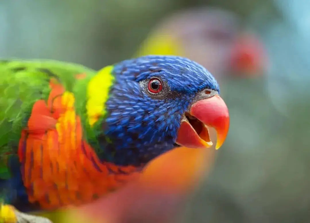 The Best Online Pet Stores for Convenient and Reliable Shopping