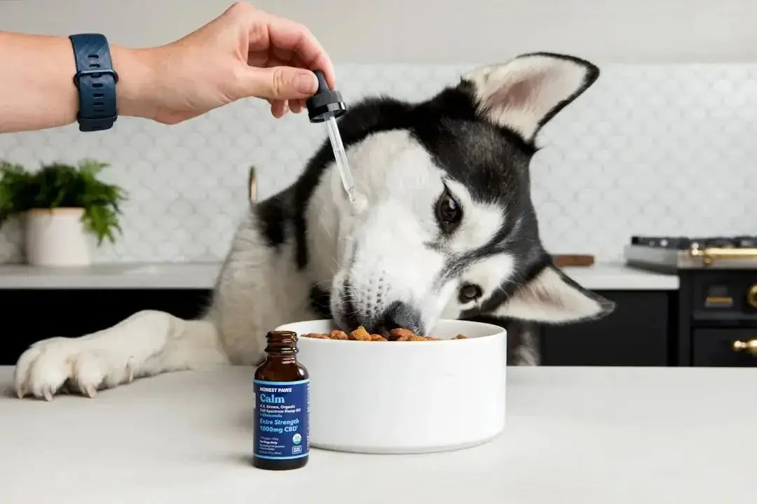 Best pet food for dogs with allergies